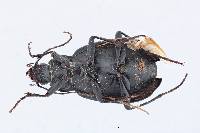 Chlaenius orbus image