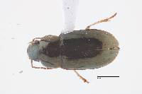 Image of Selenophorus pumilus