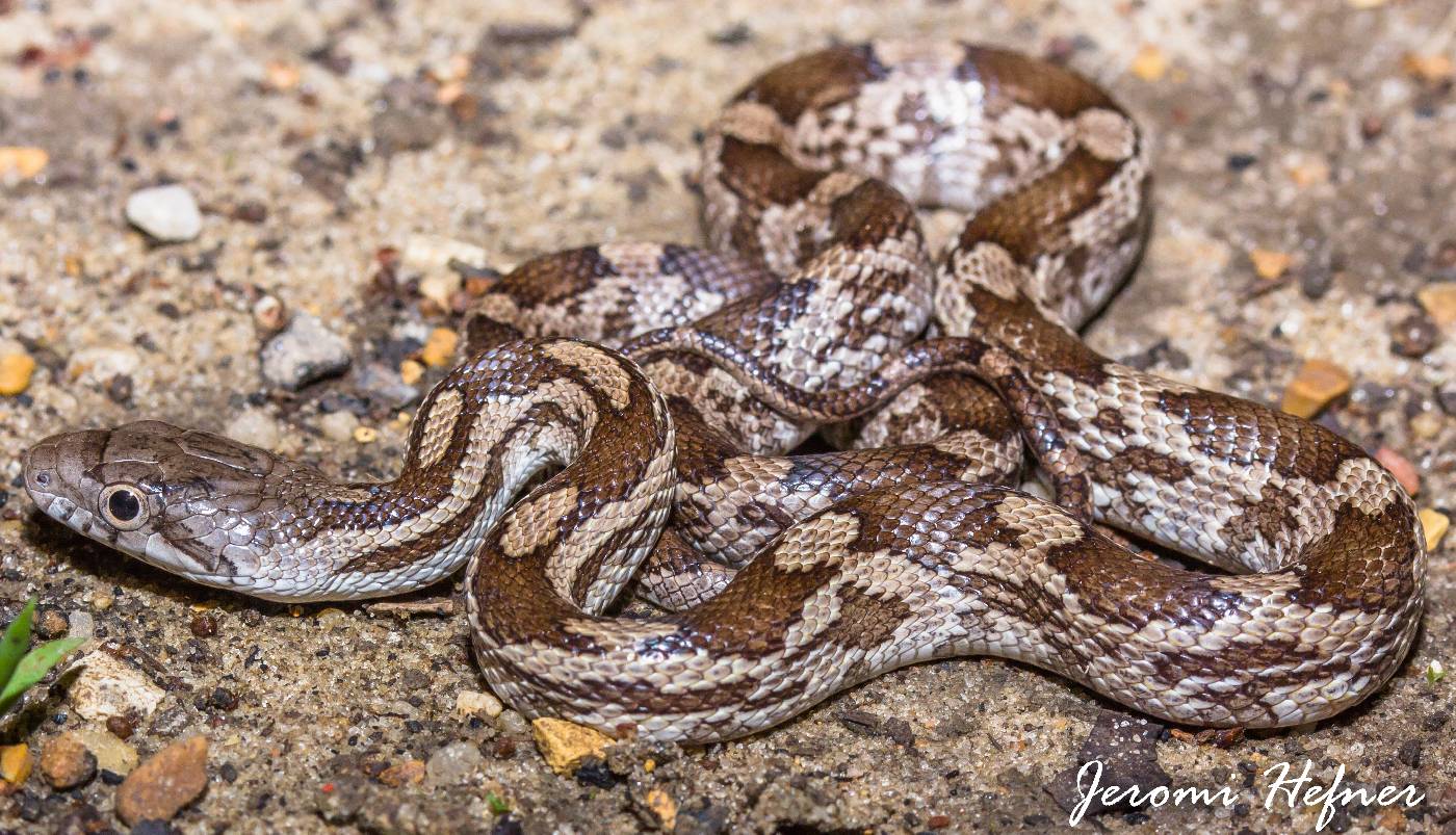 Pantherophis spiloides image