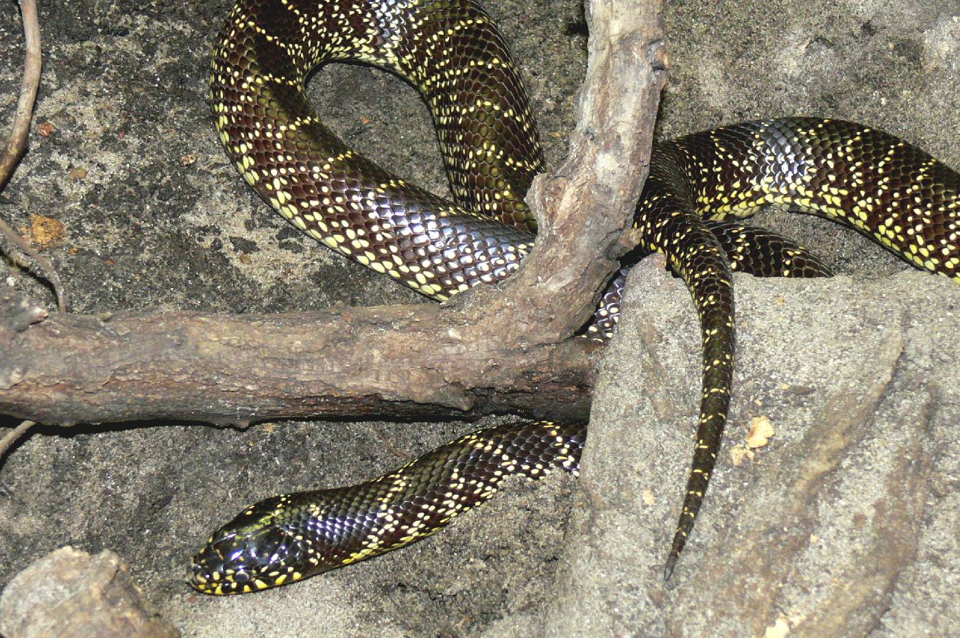 Lampropeltis splendida image