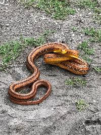 Image of Pantherophis alleghaniensis