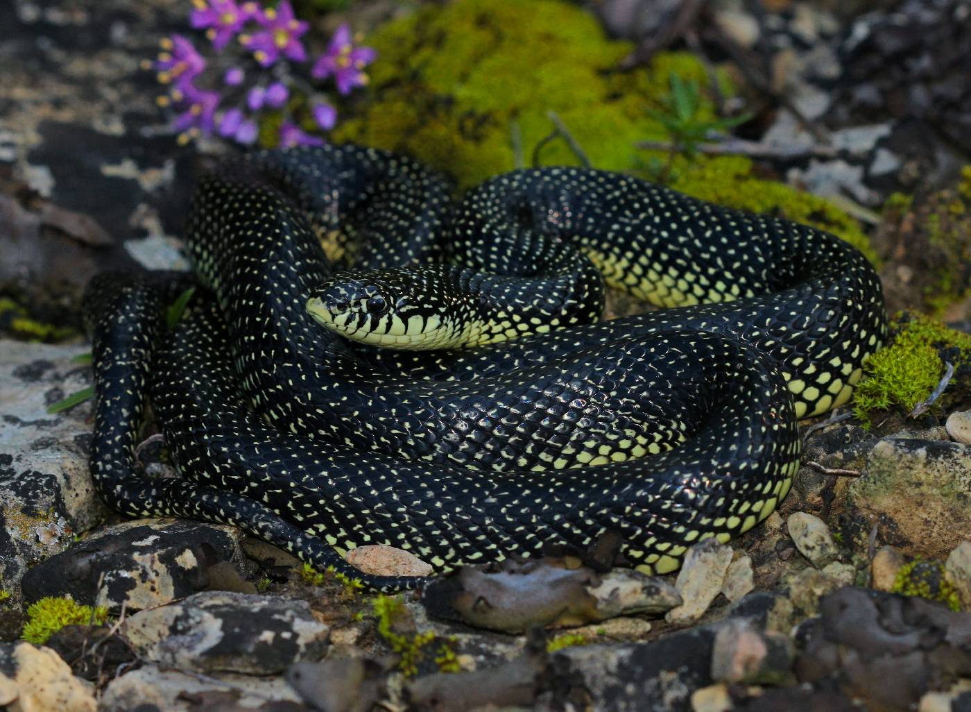 Lampropeltis holbrooki image