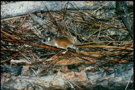 Peromyscus gossypinus image