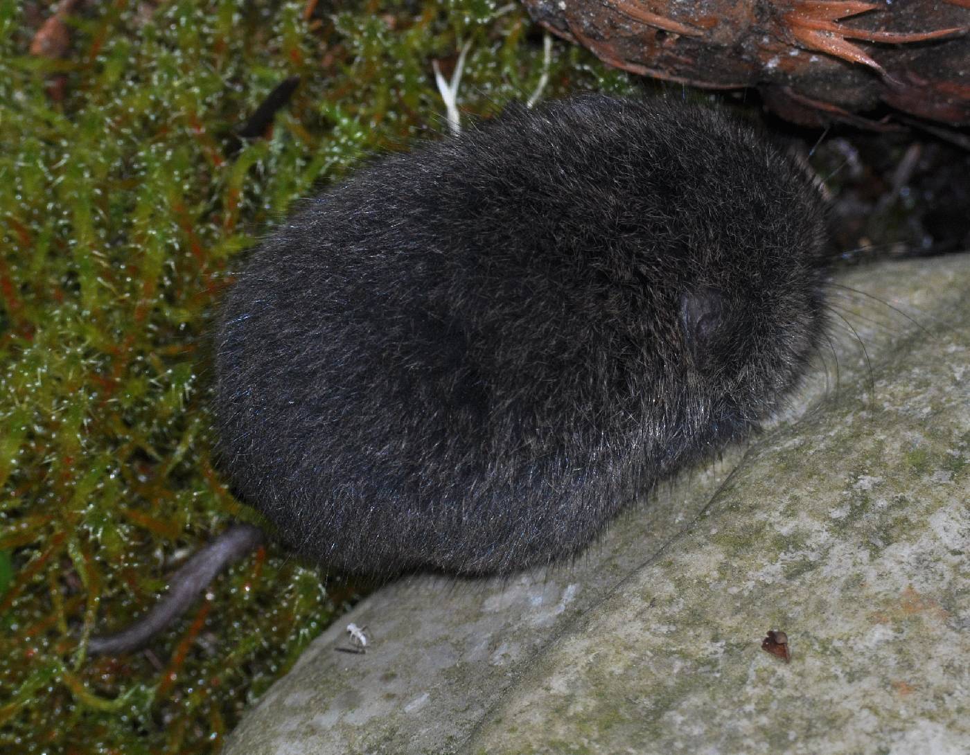 Microtus townsendii image