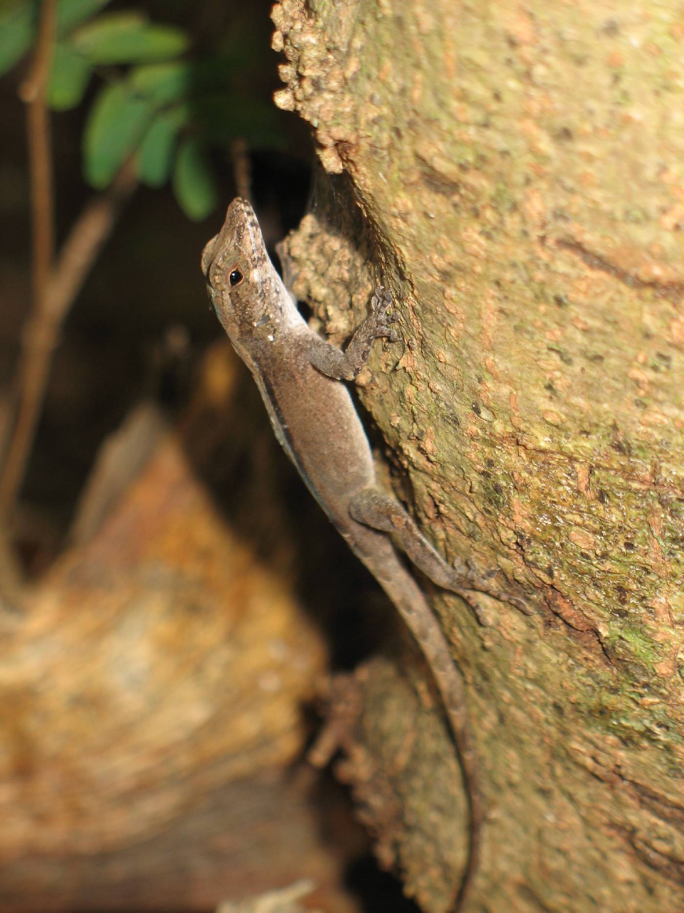 Anolis cooki image