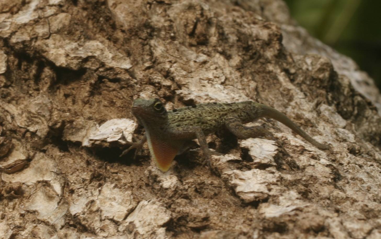 Anolis stratulus image