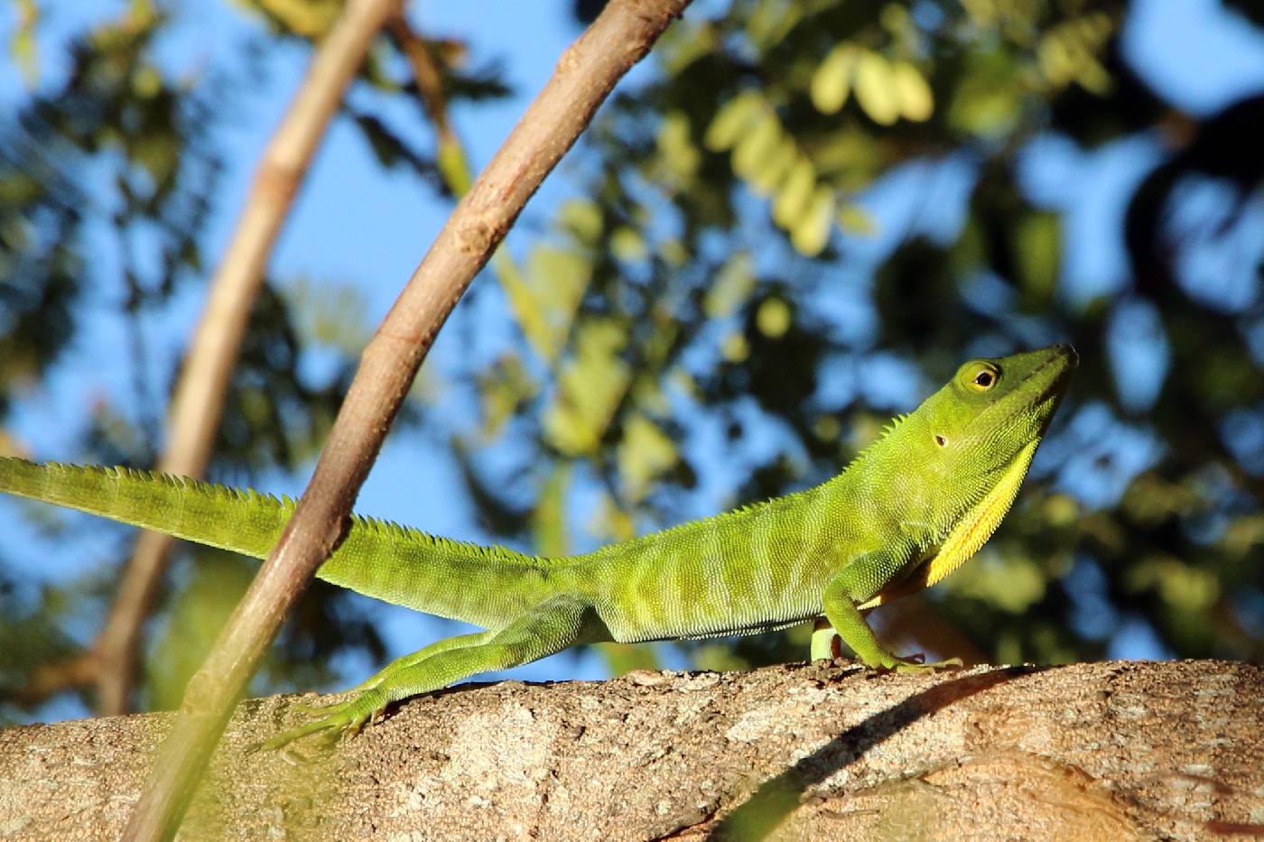 Anolis garmani image