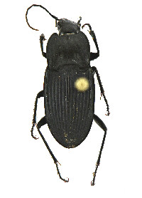 Dicaelus elongatus image