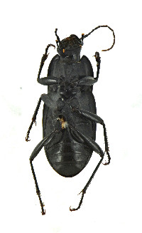 Dicaelus (Paradicaelus) image