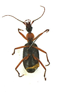 Galerita bicolor image