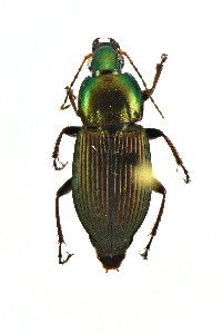 Poecilus (Poecilus) image