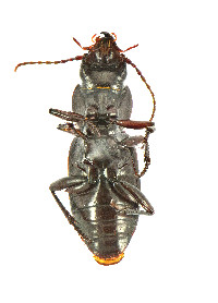 Pterostichus (Cylindrocharis) image