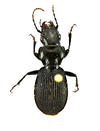 Pterostichus moestus image