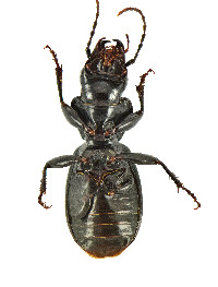 Pterostichus moestus image