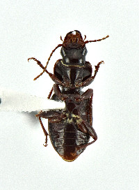 Pterostichus (Gastrosticta) image