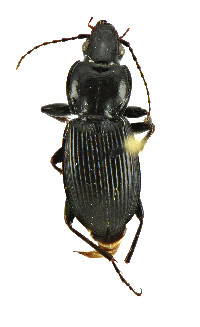 Pterostichus (Euferonia) image