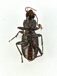 Pterostichus tristis image