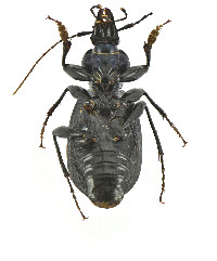 Sphaeroderus bicarinatus image