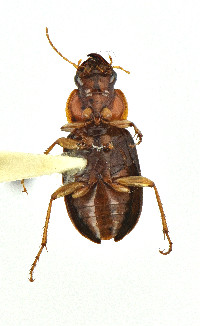 Trichotichnus (Trichotichnus) image