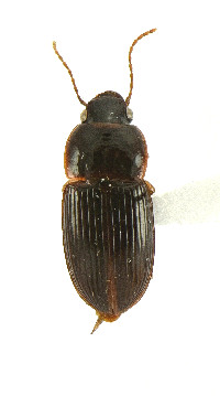 Trichotichnus (Iridessus) image