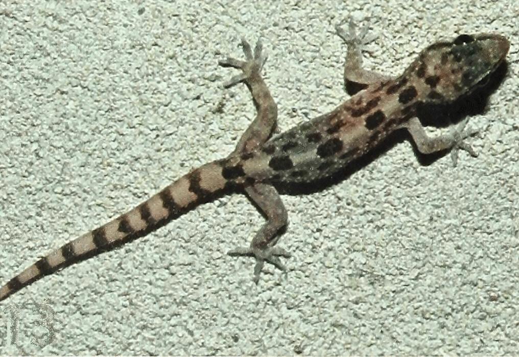 Hemidactylus image