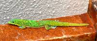 Image of Phelsuma laticauda