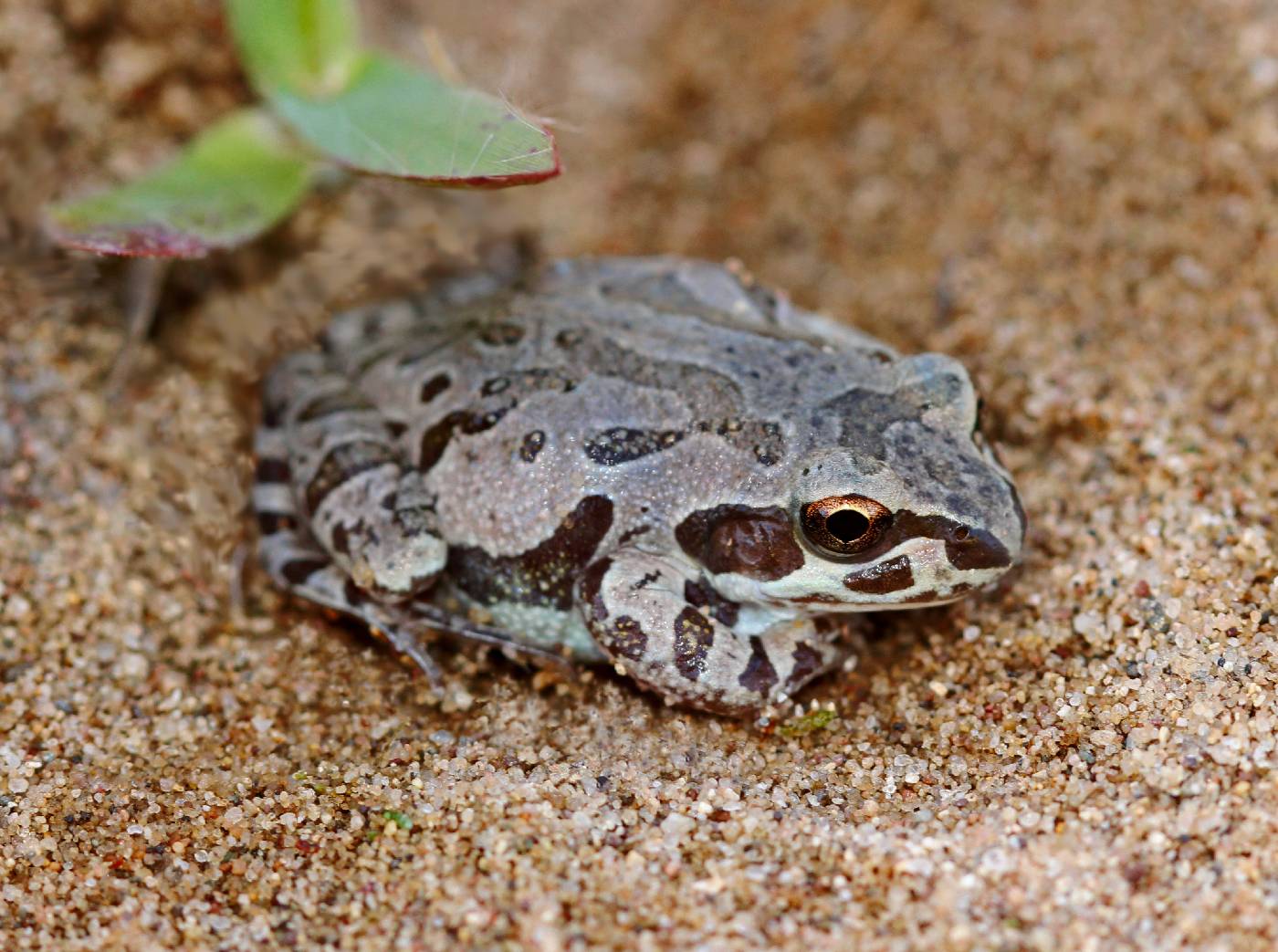 Pseudacris illinoensis image