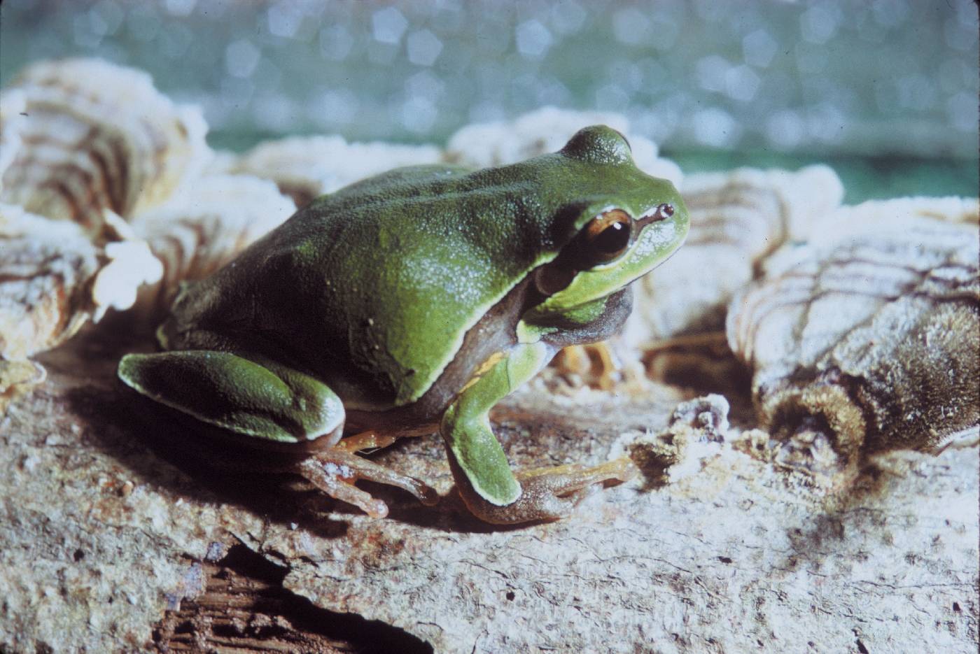 Hyla image