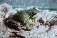 Image of Hyla andersonii