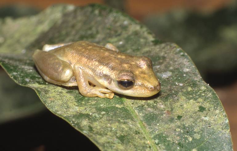 Scinax ruber image