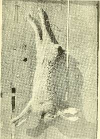 Image of Lepus callotis