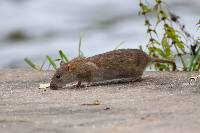 Image of Rattus norvegicus