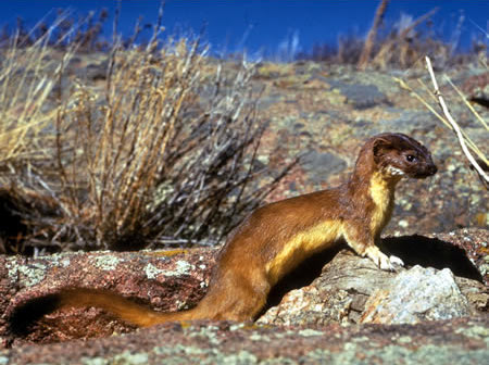 Mustelidae image