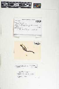 Scorpidium scorpioides image