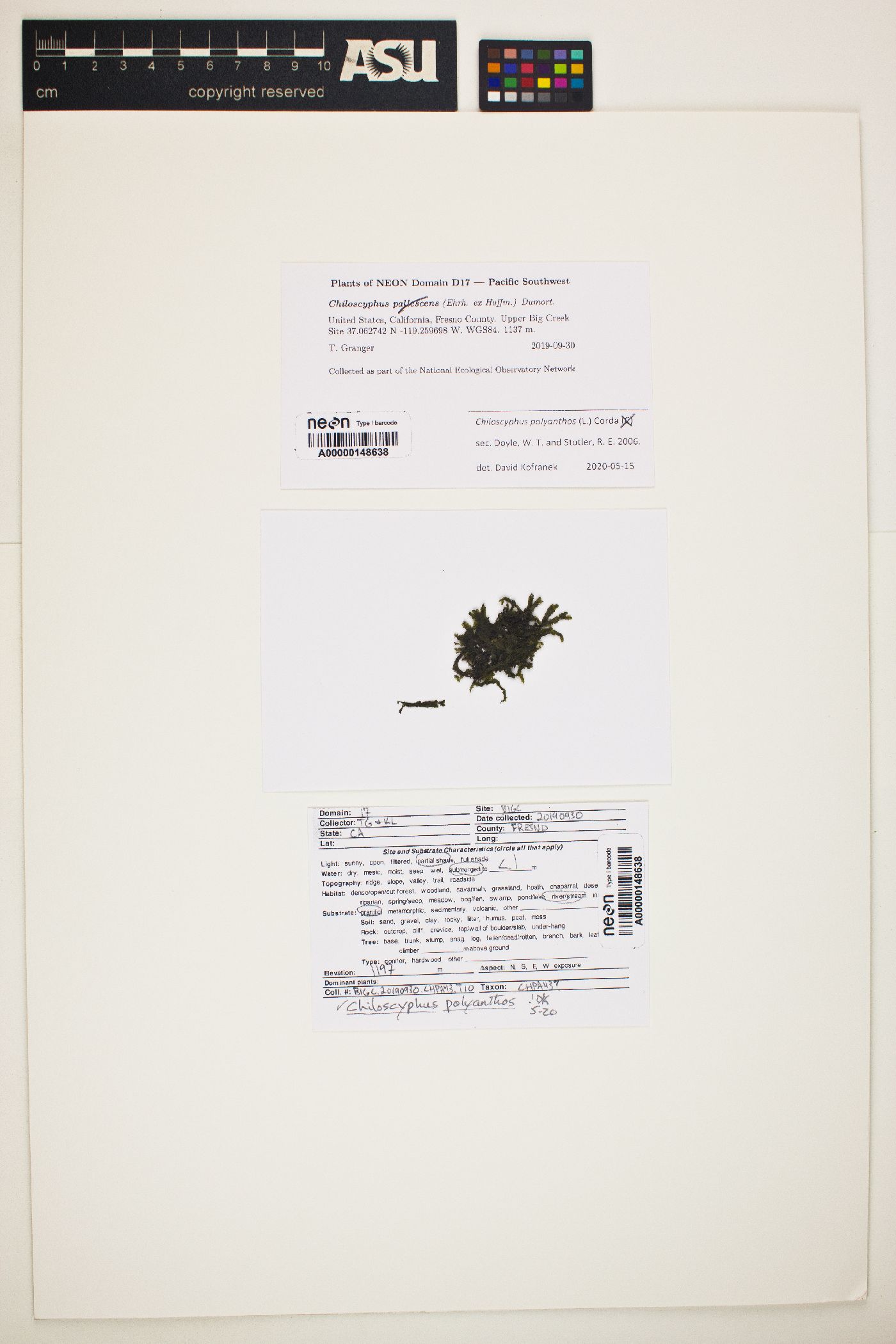Chiloscyphus polyanthos image