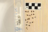 Selenophorus planipennis image