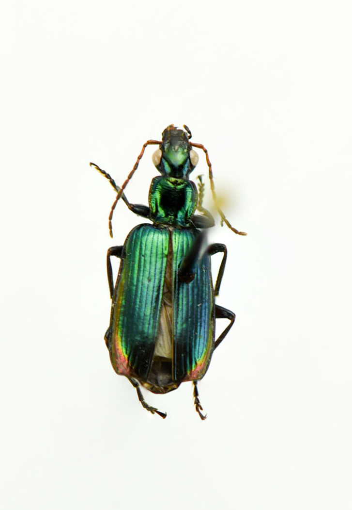 Calleida viridipennis image