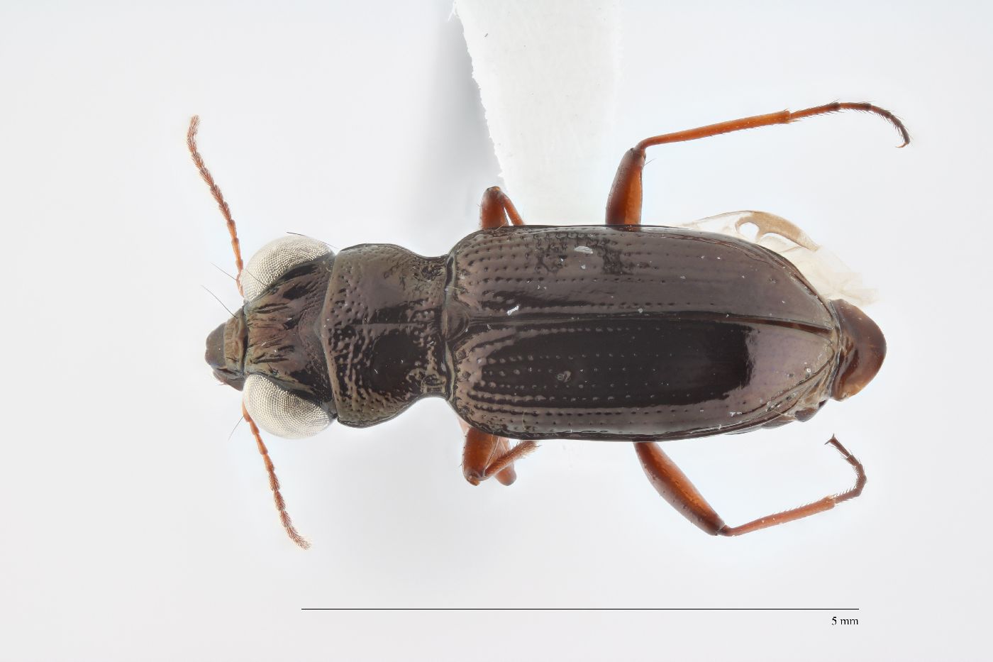 Notiophilus aeneus image