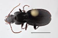 Image of Pterostichus adoxus