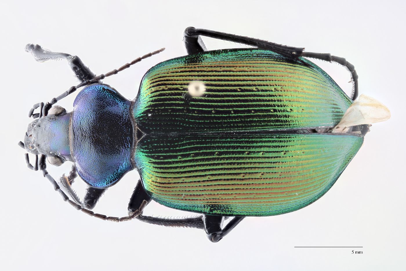 Calosoma (Calosoma) image