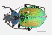 Calosoma (Calosoma) image