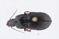 Pterostichus (Abacidus) image