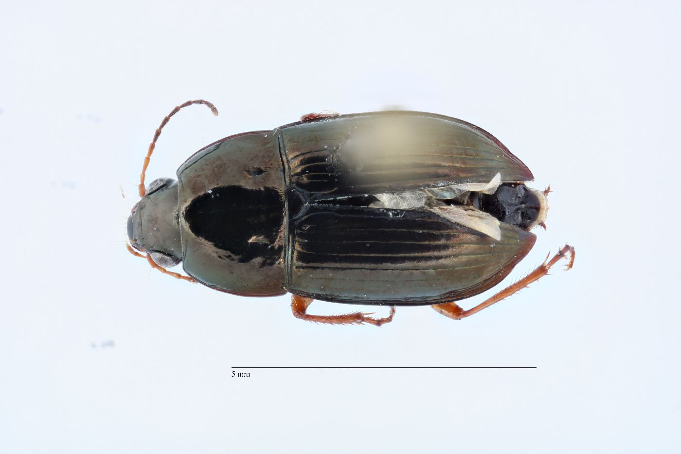 Amara angustata image