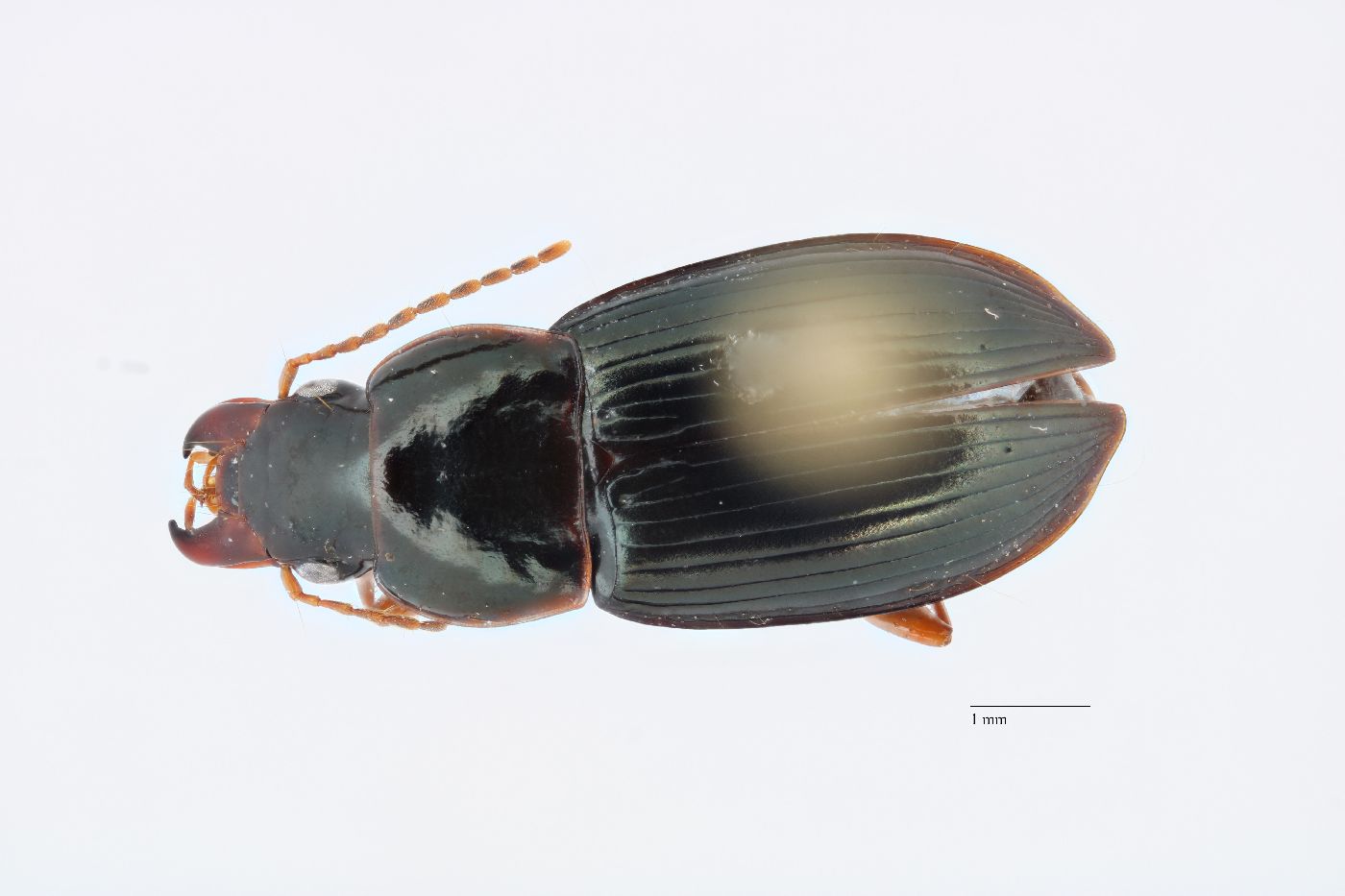 Notiobia nitidipennis image