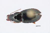 Image of Notiobia nitidipennis