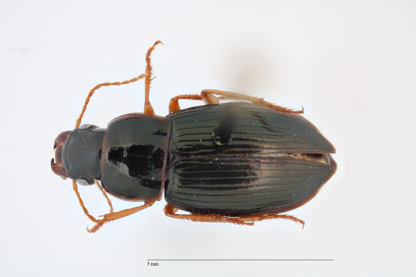Notiobia nitidipennis image