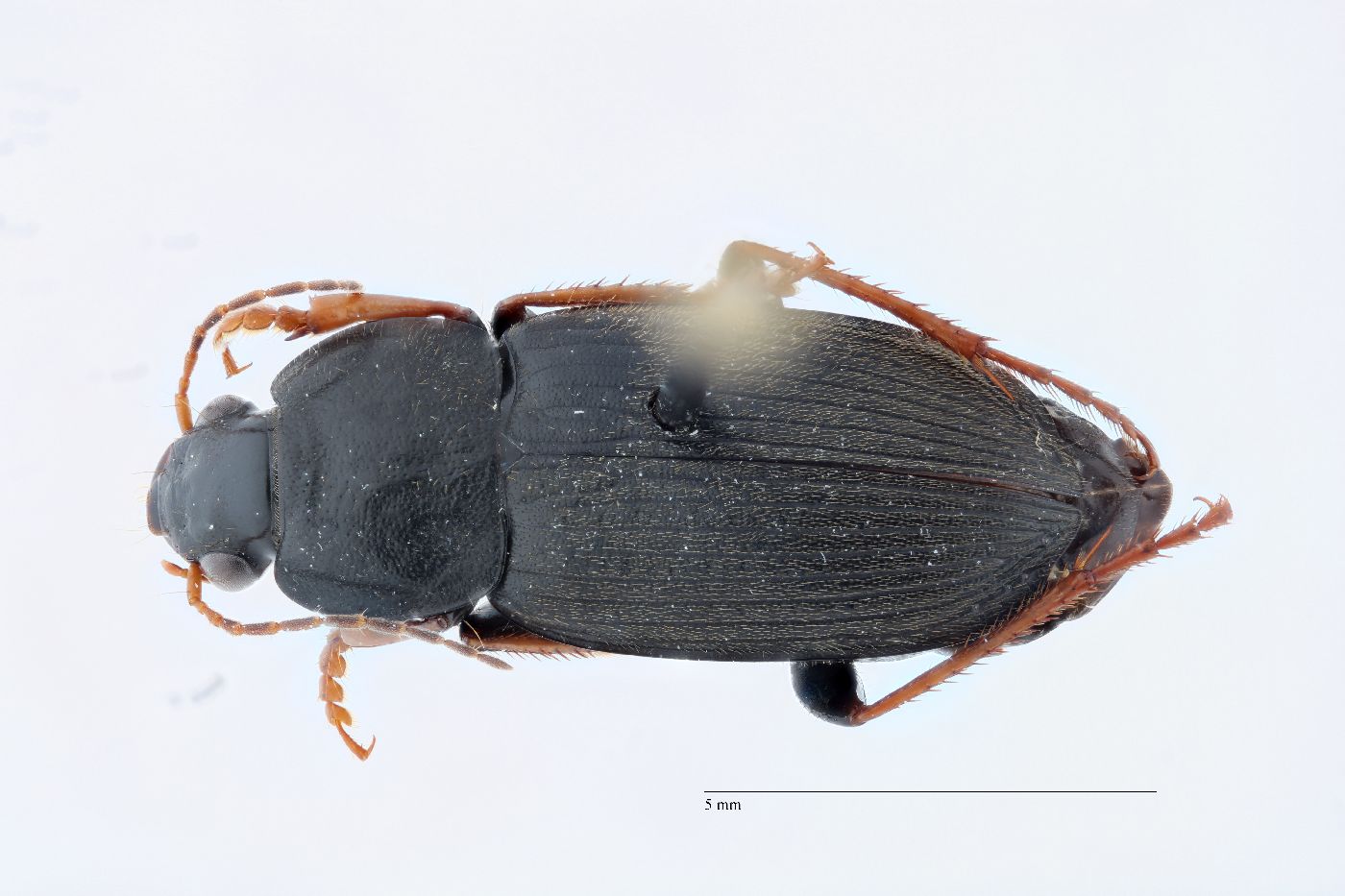 Amphasia (Pseudamphasia) image