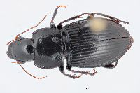 Anisodactylus agricola image