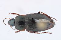 Anisodactylus caenus image