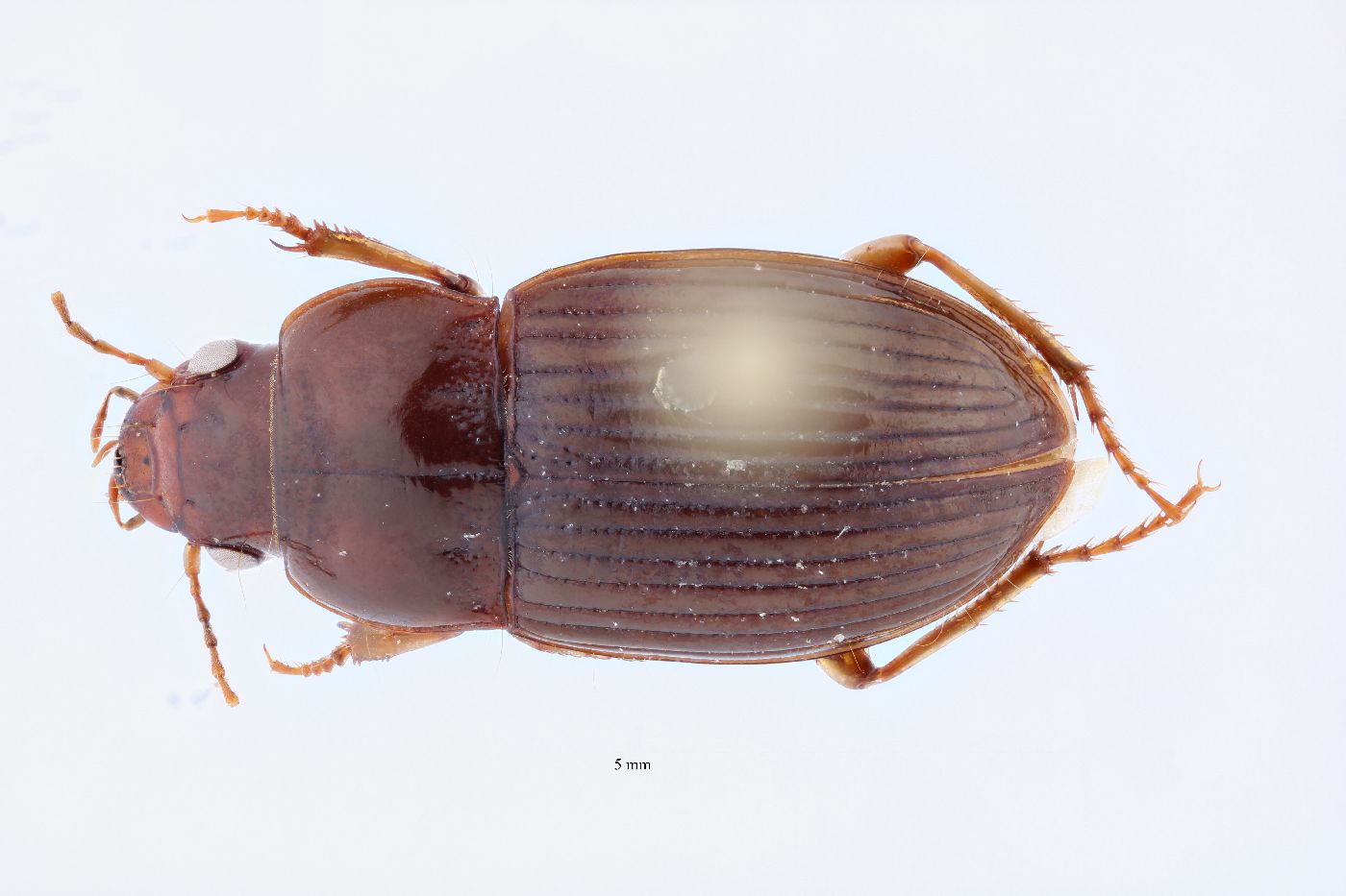 Amara exarata image